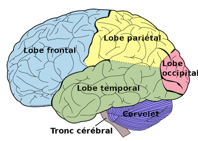 Schéma du cerveau avec lobe frontal, lobe pariétal, lobe temporal, lobe occipital, tronc cérébral et cervelet